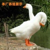 粟安禽业的一亩田店铺