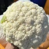 木贝贝的一亩田店铺