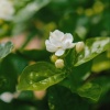横县德杰茉莉花干铺的一亩田店铺