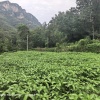 张晓的一亩田店铺