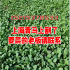 张新秀的一亩田店铺