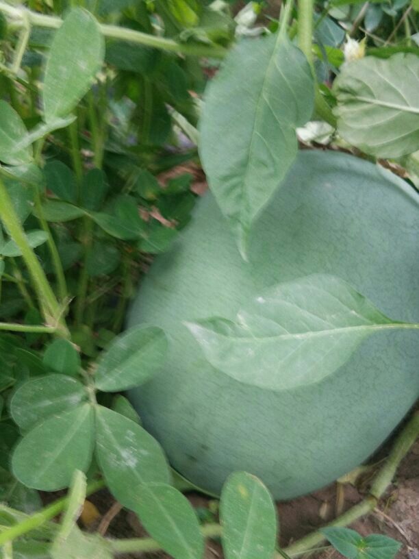 河南周口市太康县龙卷风西瓜 8斤打底 9成熟 1