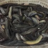 税霖杰的一亩田店铺