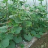 菜燃蔬菜公司的一亩田店铺