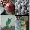 莘县真成蔬菜种植专业合作社的一亩田店铺
