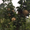 济宁瑞美农业有限公司的一亩田店铺