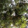 灵山县武利镇绿广果苗种植场的一亩田店铺