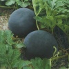 松滋八宝西瓜基地的一亩田店铺