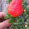 旗琳草莓西瓜种植基地的一亩田店铺
