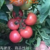 董文龙的一亩田店铺