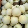 费县瓜果蔬菜种植基地的一亩田店铺