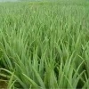 庞文洋的一亩田店铺