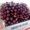 孟书敏的一亩田店铺