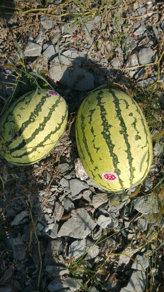 椪柑湖南长沙浏阳市_批发_供应-一亩田农业网