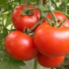 郑瑞杰的一亩田店铺