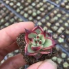 王淑英的一亩田店铺