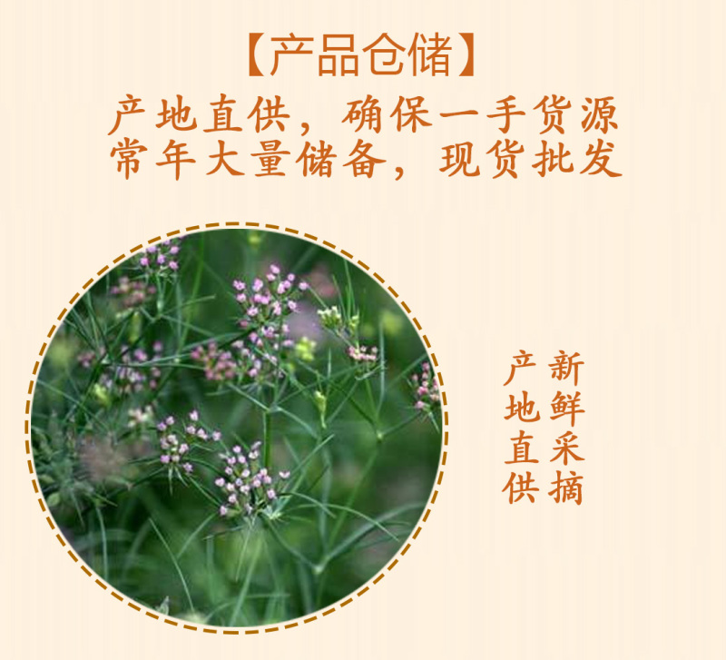 甘肃孜然精品样品2斤/件