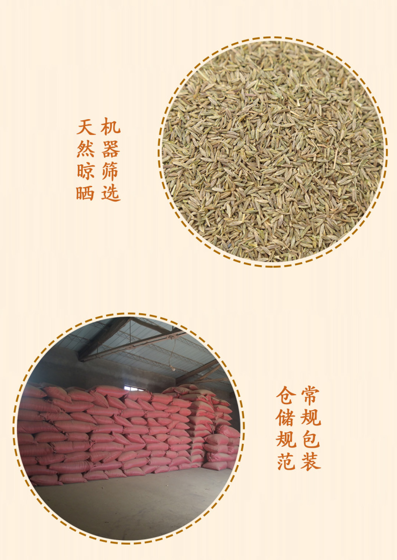 甘肃孜然精品干净无杂【包邮】