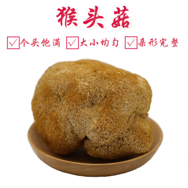 猴头菇特级剪蒂10-13cm