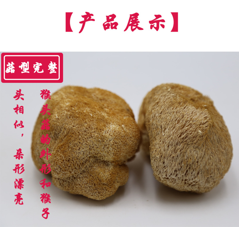 猴头菇特级剪蒂10-13cm