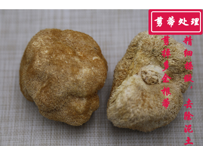 猴头菇特级剪蒂10-13cm