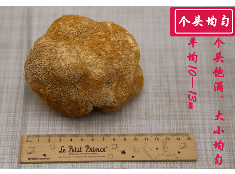 猴头菇特级剪蒂10-13cm
