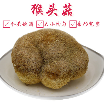 猴头菇一级剪蒂7-10cm