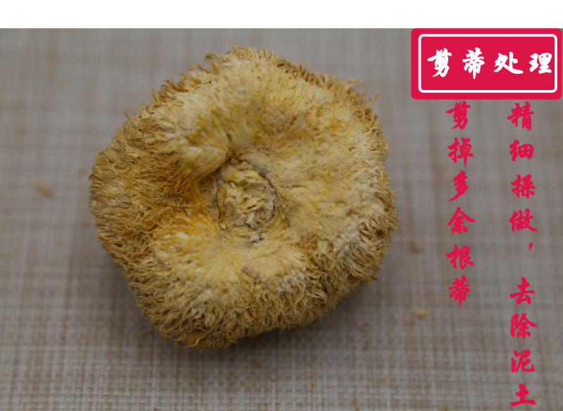 猴头菇一级剪蒂7-10cm