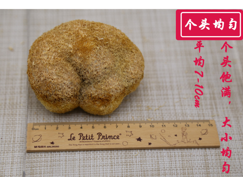 猴头菇一级剪蒂7-10cm