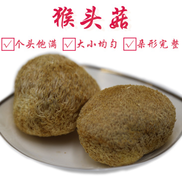 猴头菇二级剪蒂5-7cm