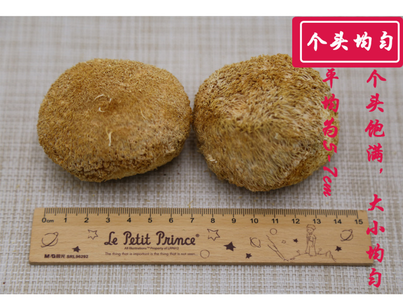 猴头菇二级剪蒂5-7cm