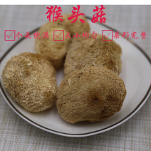 猴头菇三级剪蒂3-5cm