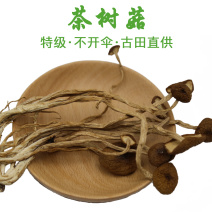 茶树菇不开伞特级10-14cm
