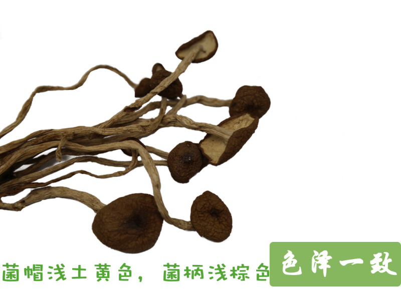 茶树菇不开伞特级10-14cm