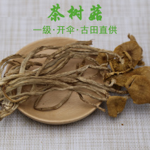 茶树菇一级开伞14-18cm