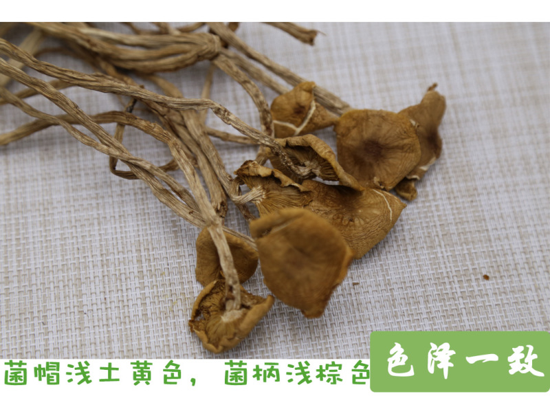 茶树菇一级开伞14-18cm
