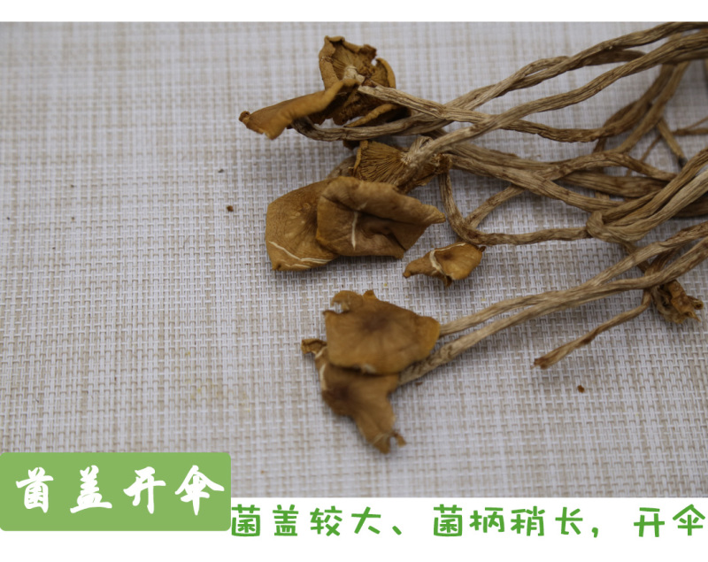 茶树菇一级开伞14-18cm