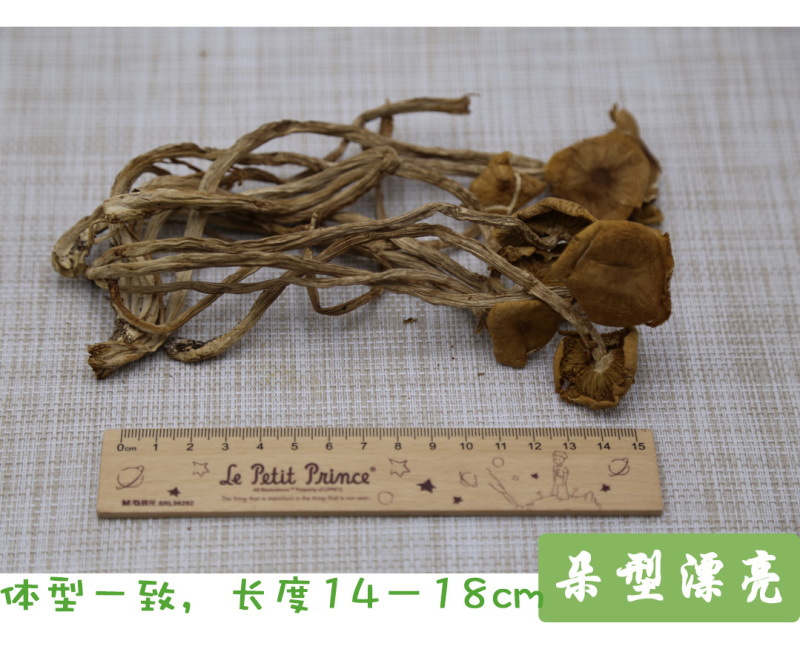 茶树菇一级开伞14-18cm