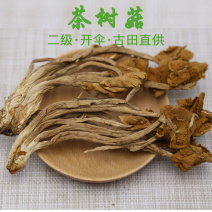 茶树菇二级开伞大量供应