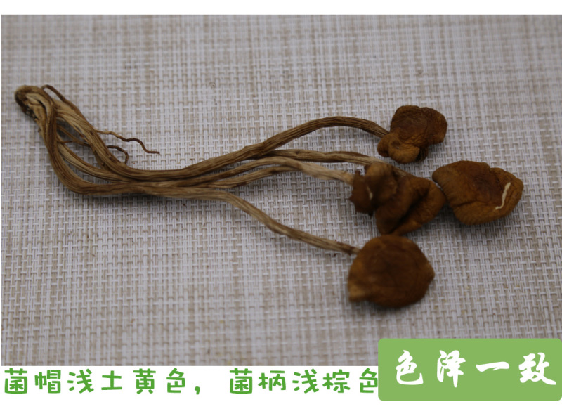 茶树菇二级开伞大量供应