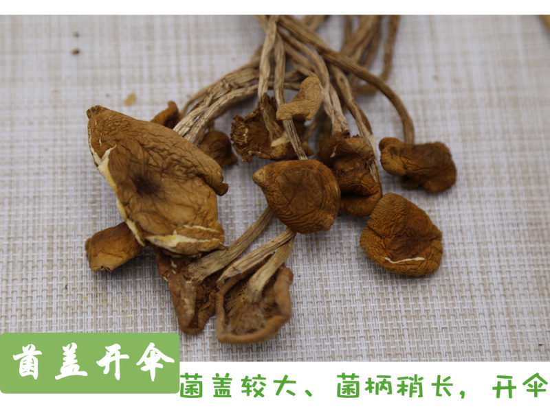 茶树菇二级开伞大量供应