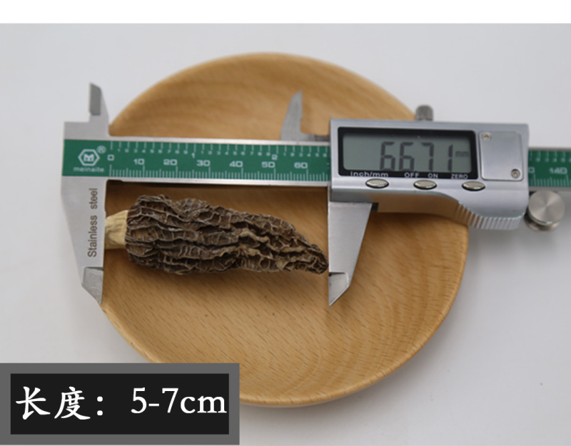 羊肚菌剪柄5-7cm肉质肥厚