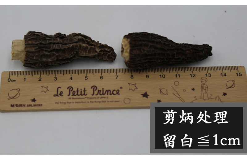 羊肚菌剪柄5-7cm肉质肥厚