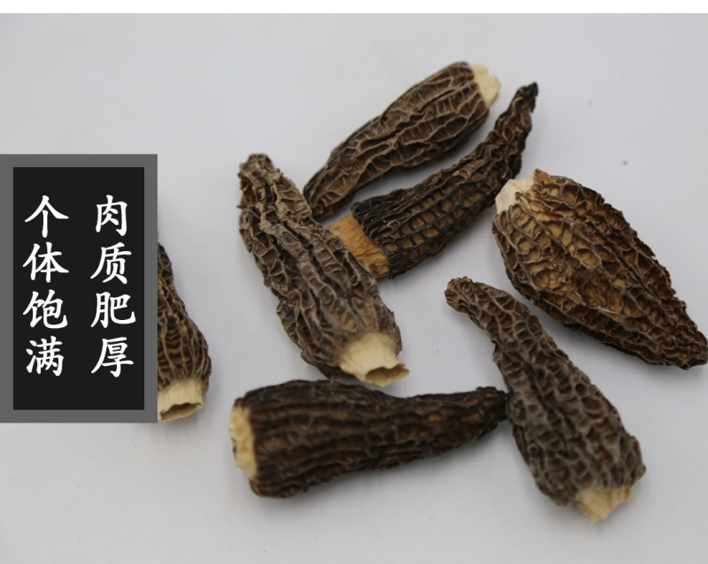 羊肚菌剪柄5-7cm肉质肥厚