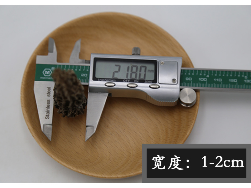 羊肚菌剪柄5-7cm肉质肥厚
