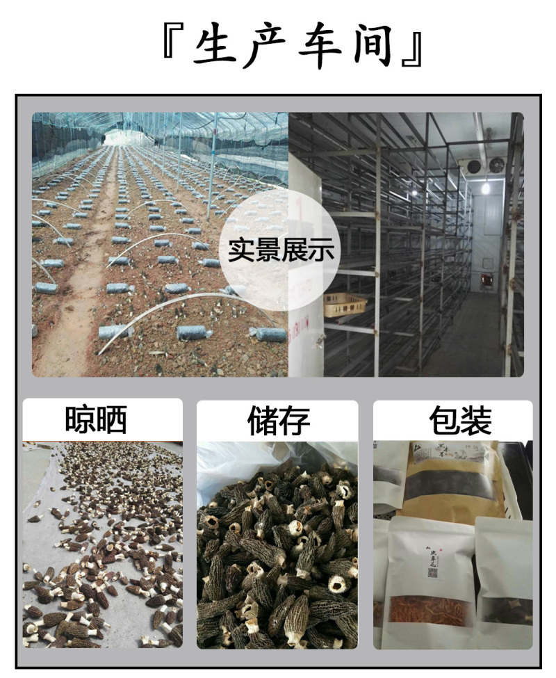 羊肚菌剪柄5-7cm肉质肥厚
