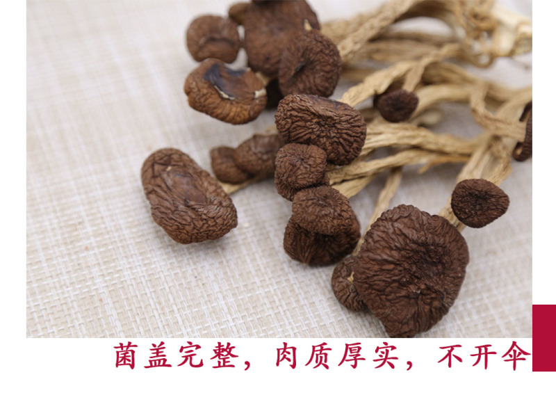 茶树菇5号广昌直供量大包邮自产自销
