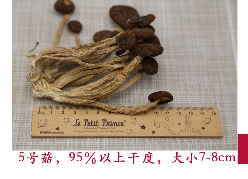 茶树菇5号广昌直供量大包邮自产自销