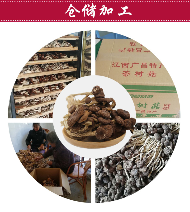 茶树菇5号广昌直供量大包邮自产自销