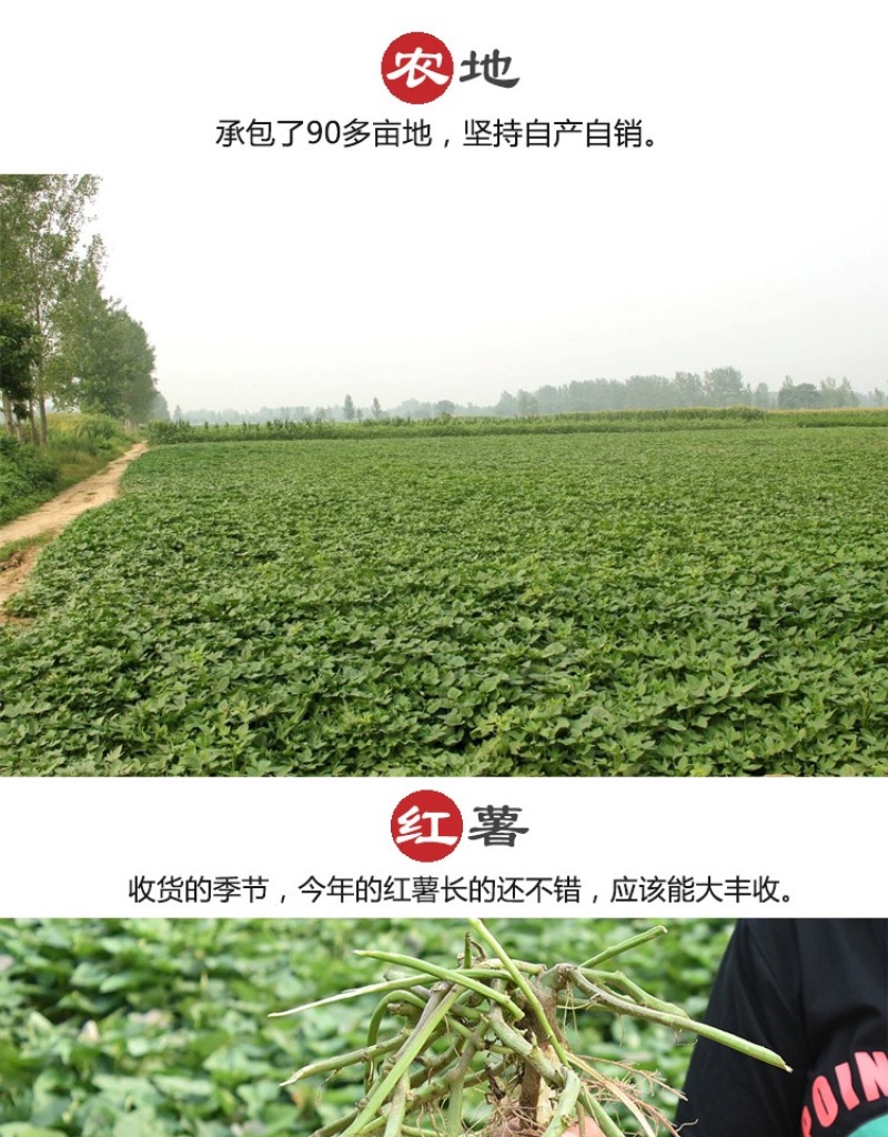 红薯粉条传统手工品质保证30斤起批量大从优